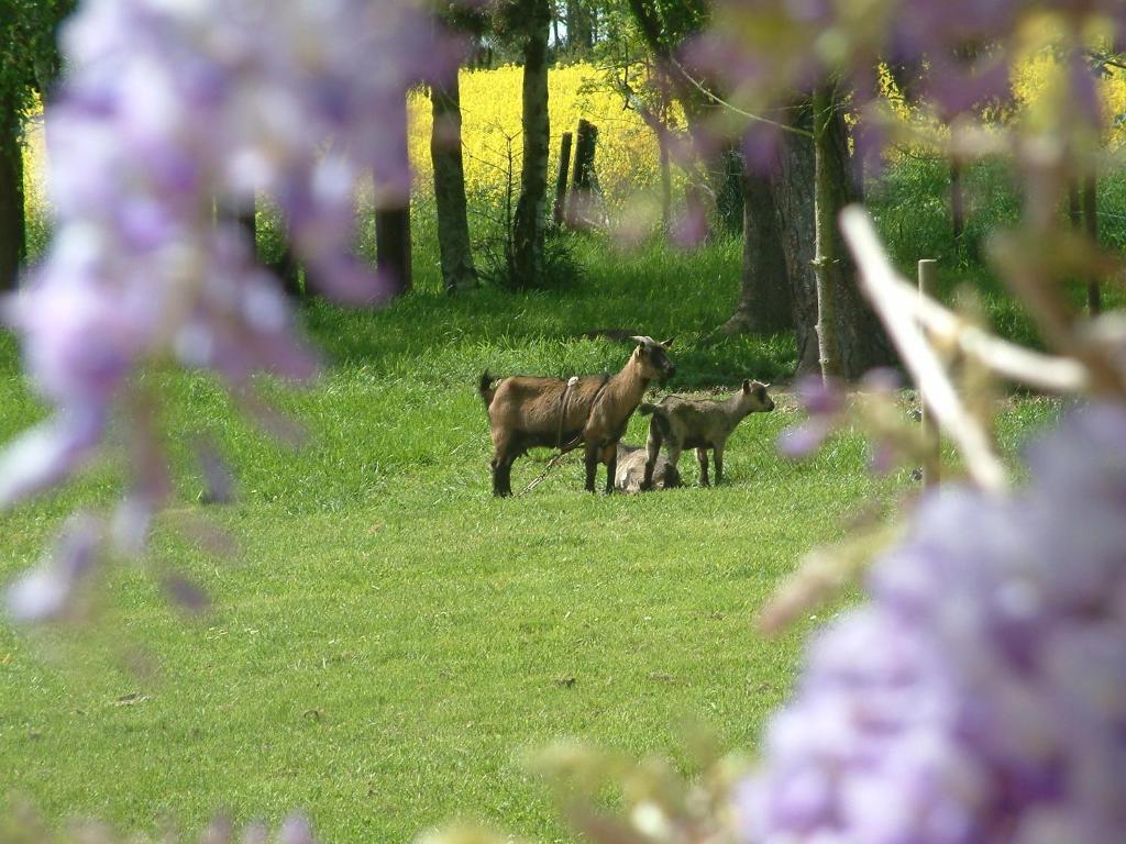 مبيت وإفطار مانيي لي أمو Maison Prairie Bonheur الغرفة الصورة